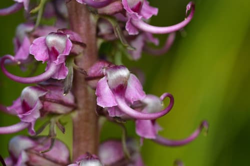 Assorted Verbena