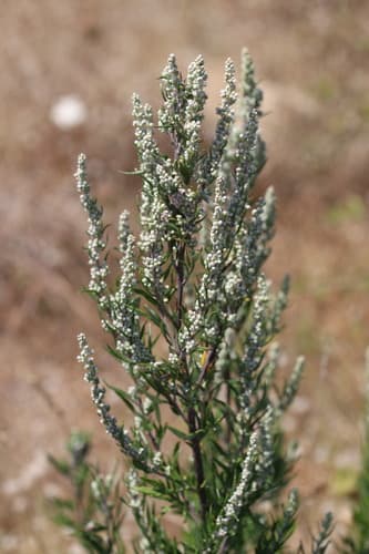 Artemisia 'Fredericksburg'