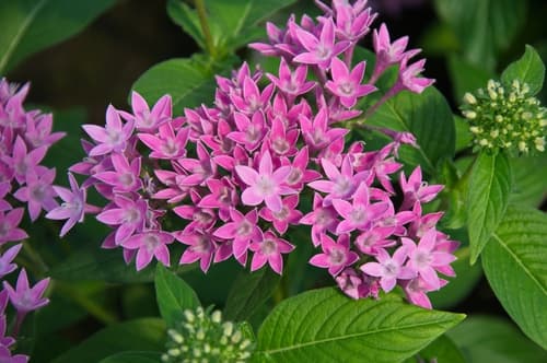 Pentas