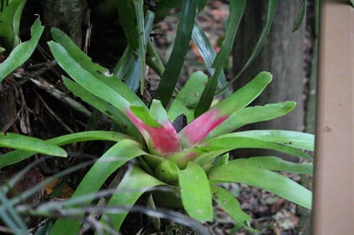 Bromeliad Neoregelia