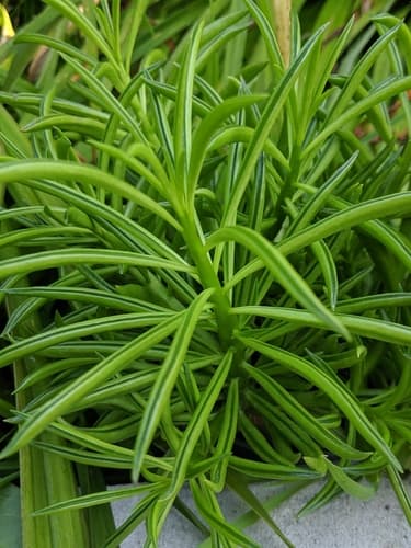 Peperomia 'Green Bean'