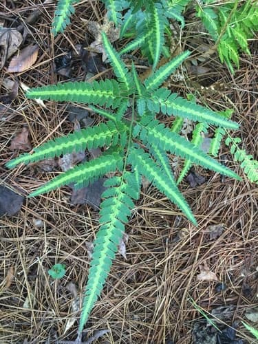 East Indian Holly Fern
