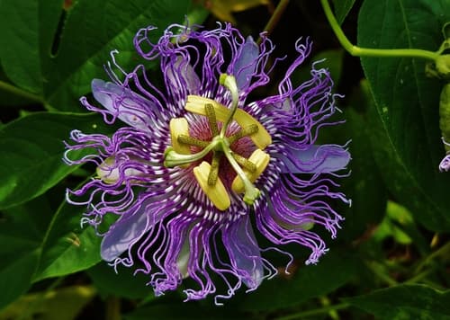 Passion Vine Staked