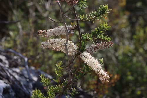 Fern, Asparagus