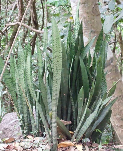 Sansevieria
