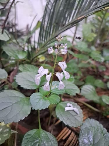 Swedish Ivy