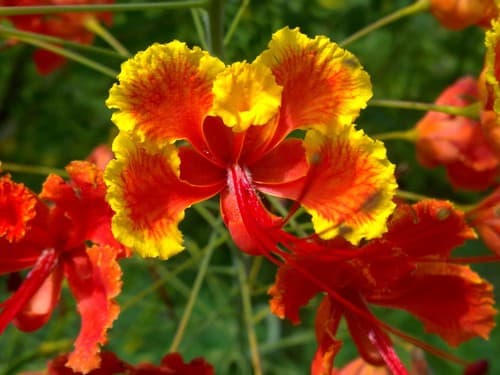 Pride of Barbados