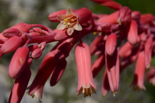 Yucca, Red