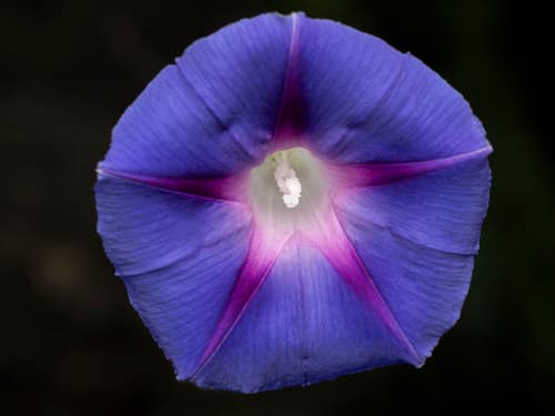 Grandpa Otts Morning Glory