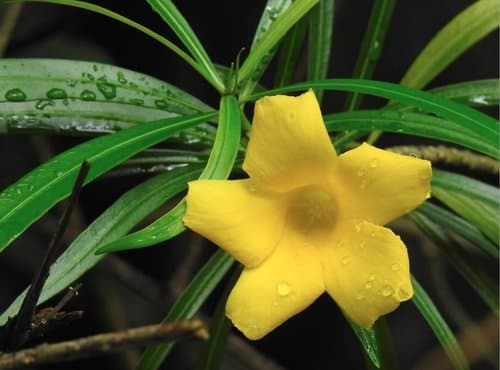Yellow Oleander