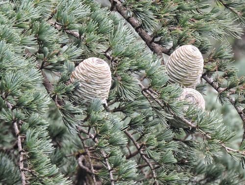 Feeling Blue Deodar Cedar