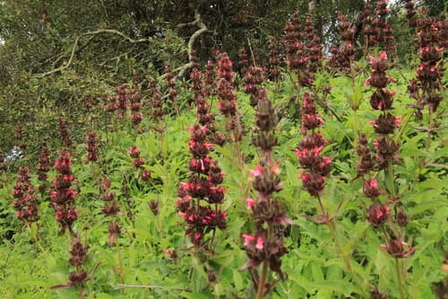 Pitcher Sage