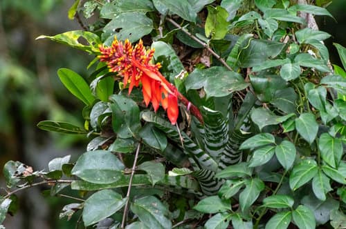 Aechmea chantinii 'Black'