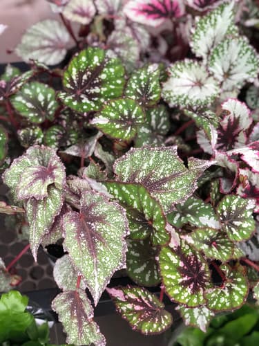 Begonia Rex