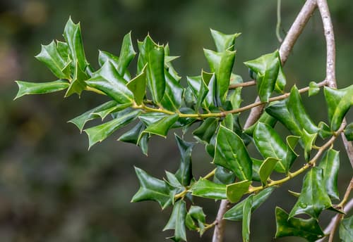 Dwarf Burford Holly