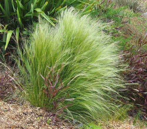 Mexican Feather