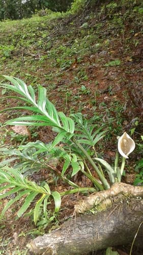 Monstera Peru