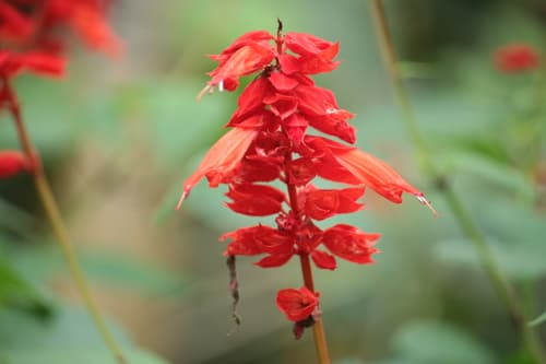 Annual Salvia