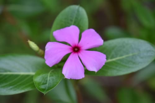 Periwinkle / Vinca