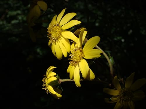 Firefly Leopard Plant