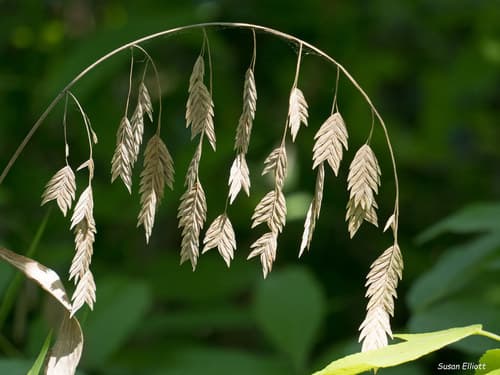 Inland Sea Oats