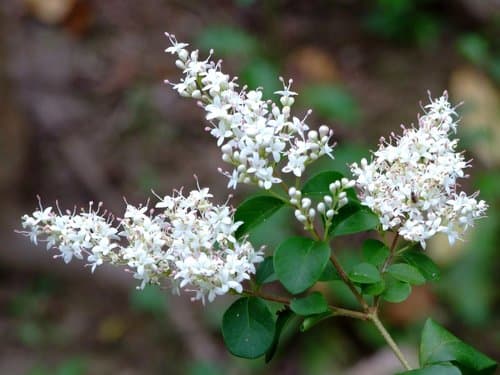 Sunshine Ligustrum