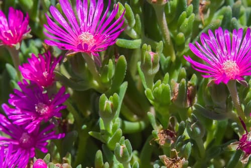 Ice Plant