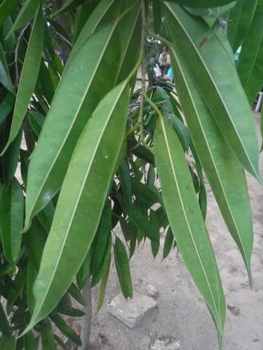 Ficus Alii