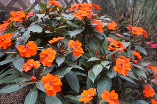 SunPatiens