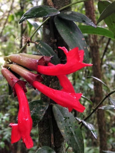 Lipstick Plant