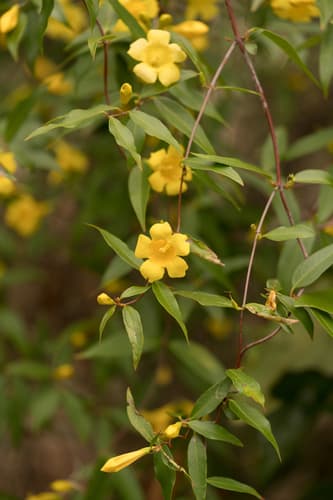 Carolina Jessamine Staked