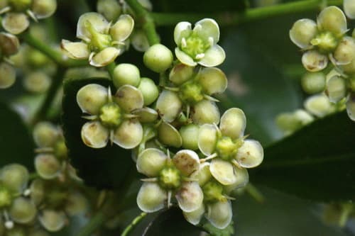 Chollipo Euonymus