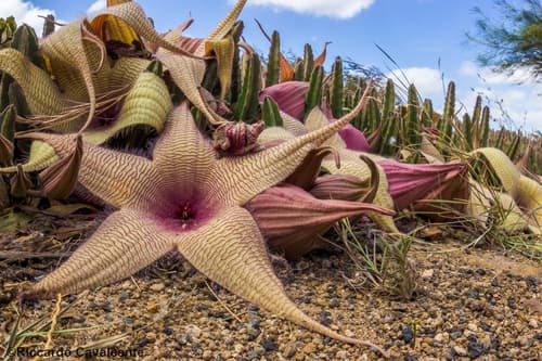Carrion Plant