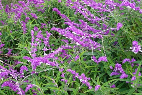 Mexican Bush Sage