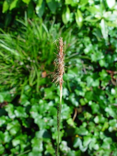 Carex EverColor 'Everest'