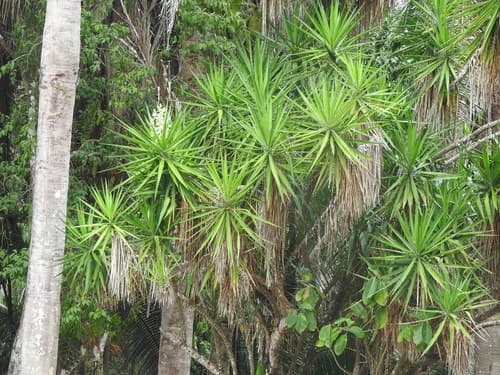 Yucca Cane