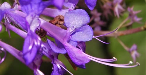 Lavender Spur Flower
