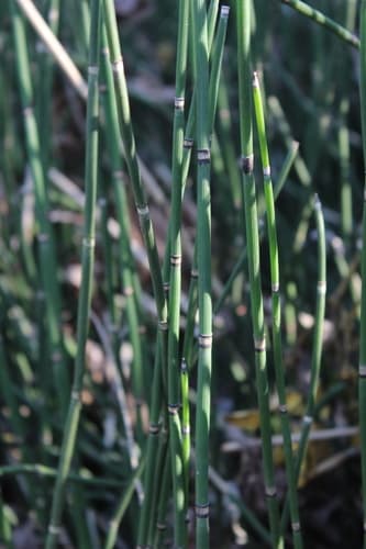 Horsetail Reed