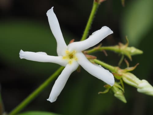 Jasmine, Confederate