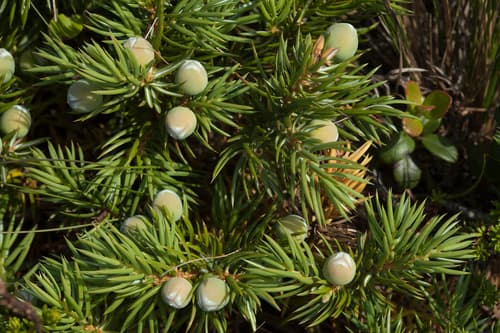 Blue Pacific Juniper