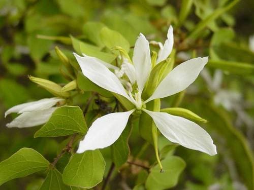 Anacacho Orchid Tree