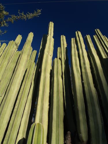 Mexican Fence Post