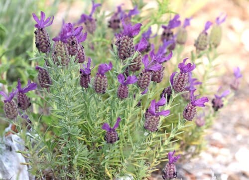 Spanish Lavender