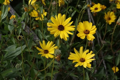 Bush Sunflower
