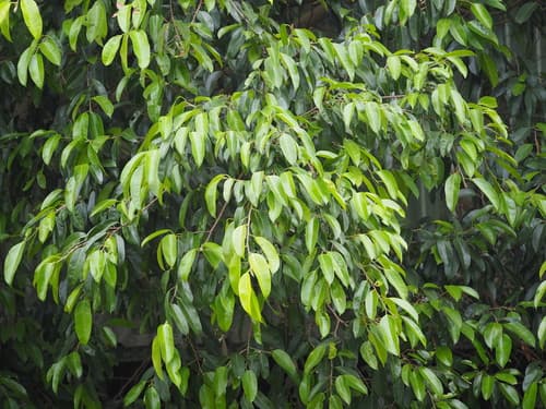 Weeping Fig