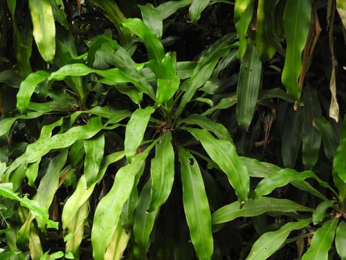 Dracaena 'JC Compacta'