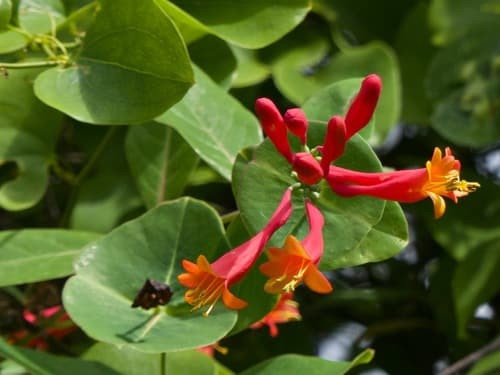 Honeysuckle, Coral
