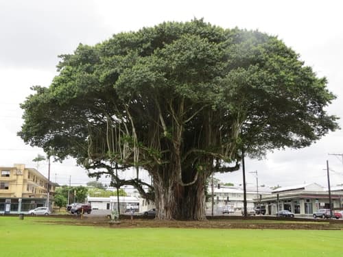 Ficus Audrey