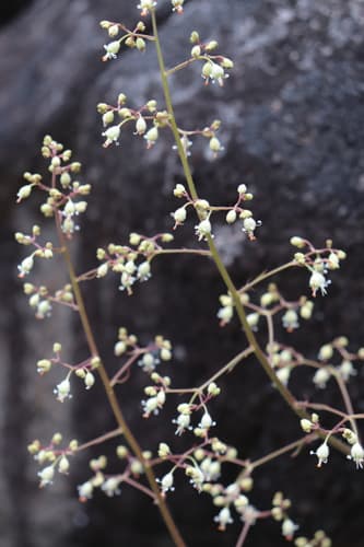 Coral Bells