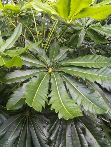 False Aralia